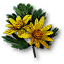 celandine image